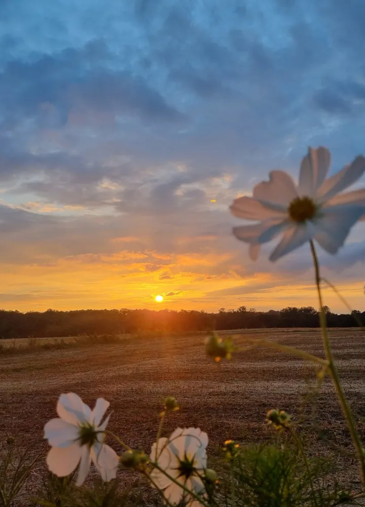Coucher de soleil en Charente