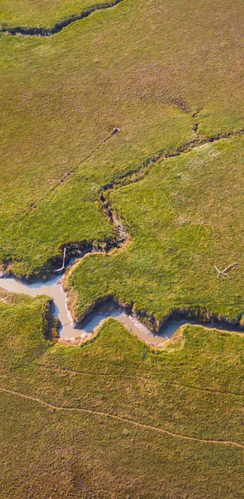 L’estuaire de la Loire, haut lieu de biodiversité