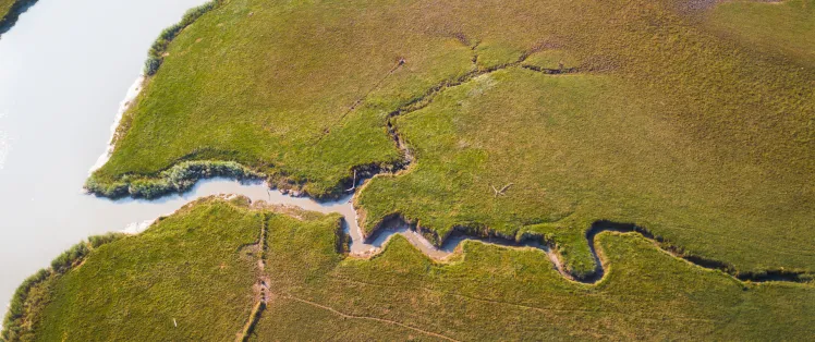 L’estuaire de la Loire, haut lieu de biodiversité