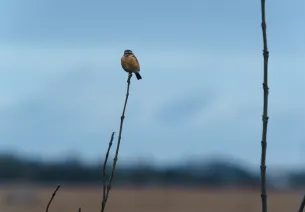 La Réserve naturelle régionale Marais de Brière