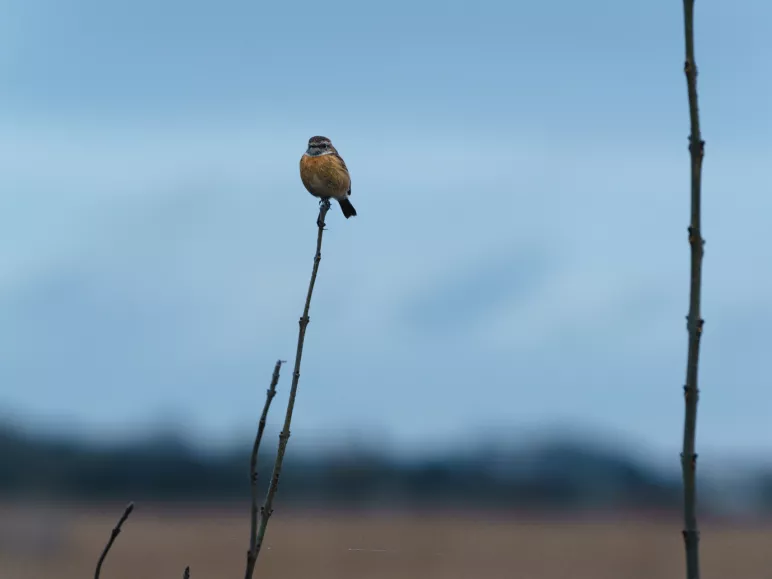 La Réserve naturelle régionale Marais de Brière